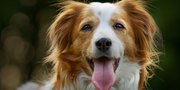 Top Ayurvedic Dog Kidney Supplements for Chronic Kidney Disease Support